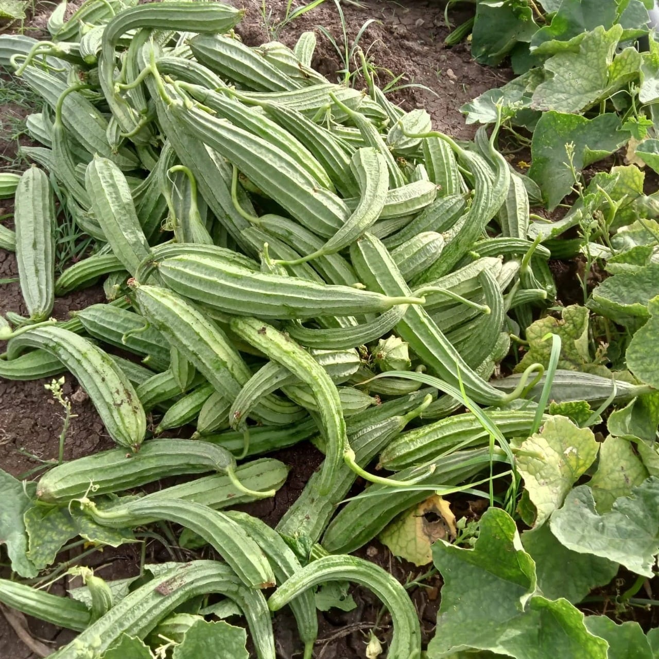 Ridge Gourd (Turiya)
